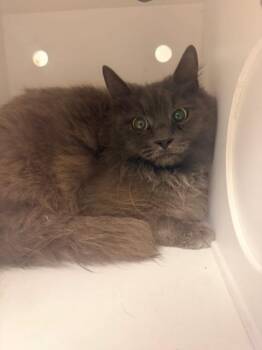 Domestic Long Hair Cats Available for Adoption in Ontario, California - BARN CAT | PetCurious