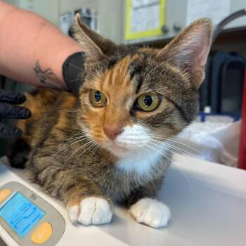 Chloe -  Domestic Short Hair Cat for Adoption in Huntington, West Virginia - Chloe | PetCurious