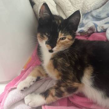 Rescue Domestic Short Hair Cats for Adoption - Anya | PetCurious