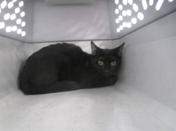 A388781 -  Domestic Short Hair Cat for Adoption in Ocala, Florida - A388781 | PetCurious