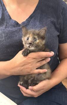 Anchor Baby (Available for pre-adoption) -  Domestic Long Hair Cat for Adoption in Camden, South Carolina - Anchor Baby (Available For Pre-adoption) | PetCurious