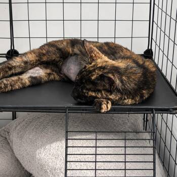 Maple -  Domestic Short Hair Cat for Adoption in Medford Lakes, New Jersey - Maple | PetCurious