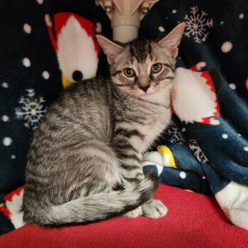 Oisin -  Domestic Short Hair Cat for Adoption in Walker, Michigan - Oisin | PetCurious