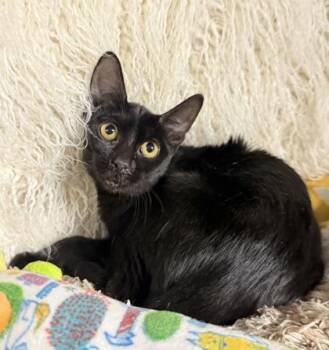 Lily Lou -  Domestic Short Hair Cat for Adoption in Conway, South Carolina - Lily Lou | PetCurious