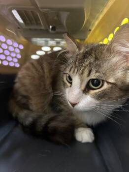 Domestic Short Hair Cats Available for Adoption in Thousand Oaks, California - Hillbilly | PetCurious