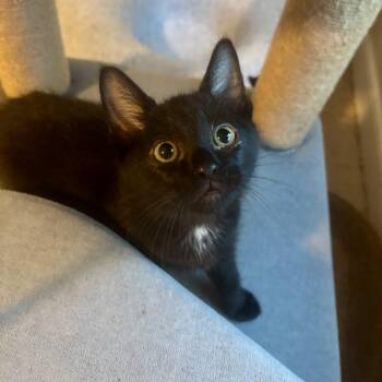 Bellflower -  Domestic Short Hair Cat Available for Adoption in Richmond, Virginia - Bellflower | PetCurious