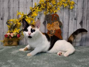 Clair -  Domestic Short Hair Cat for Adoption in Roanoke, Texas - Clair | PetCurious