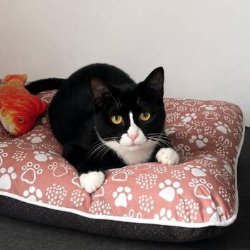 Penelope aka Penny -  Tuxedo Cat for Adoption in North Bergen, New Jersey - Penelope Aka Penny | PetCurious
