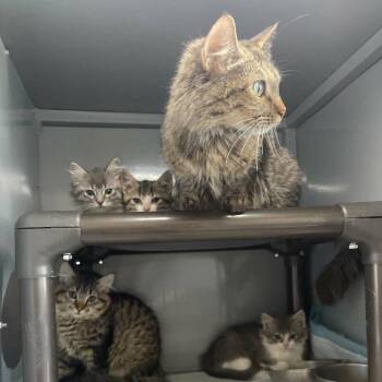 Halim Mom C11889 -  Domestic Short Hair Cat for Adoption - Halim Mom C11889 | PetCurious