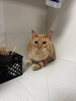 Domestic Short Hair Cats Available for Adoption - Christopher Robin | PetCurious