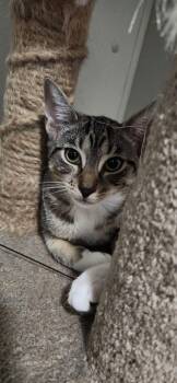 Swan -  American Shorthair Cat for Adoption in Highland Park, New Jersey - Swan | PetCurious