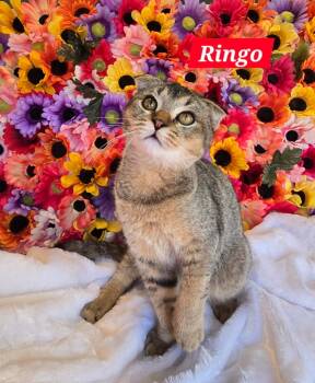 Rescue Scottish Fold Cats for Adoption in Glmn Hot Spgs, California - Ringo | PetCurious