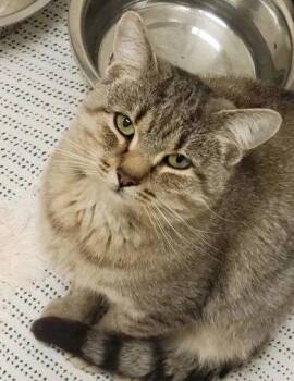 Whiskey -  Domestic Short Hair Cat for Adoption in Williamsport, Pennsylvania - Whiskey | PetCurious