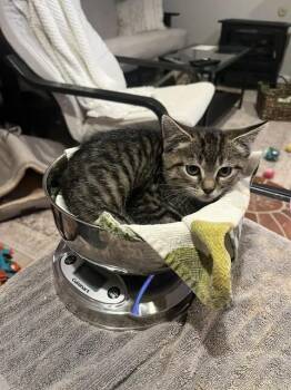 Wesley -  Domestic Short Hair Cat for Adoption - Wesley | PetCurious