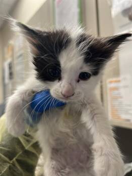 GREEN TEA -  Domestic Short Hair Cat for Adoption in Las Vegas, Nevada - GREEN TEA | PetCurious