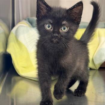 Latte -  Domestic Short Hair Cat for Adoption in Kansas City, Kansas - Latte | PetCurious