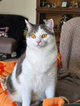 Biggs -  Domestic Short Hair Cat for Adoption in Calverton, Maryland - Biggs | PetCurious