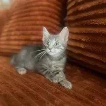 TJ -  Tabby Cat for Adoption in Albuquerque, New Mexico - TJ | PetCurious