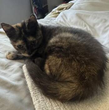 Domestic Short Hair Cats Available for Adoption in Liverpool, Texas - Yves | PetCurious