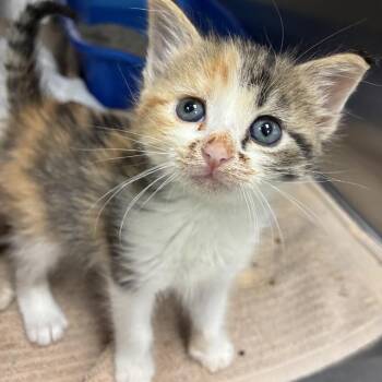 Hathor -  Domestic Short Hair Cat for Adoption in Indianapolis, Indiana - Hathor | PetCurious