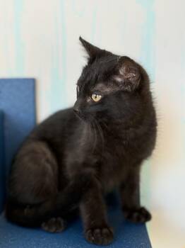 Domestic Medium Hair Cats Available for Adoption - Bowie  | PetCurious