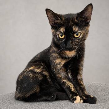 Rosie -  Domestic Short Hair Cat for Adoption in Hemet, California - Rosie | PetCurious
