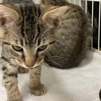 72462 -  Domestic Short Hair Cat for Adoption in Harrisonburg, Virginia - 72462 | PetCurious