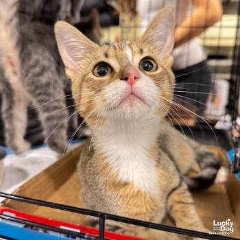 Scarlett -  Domestic Short Hair Cat for Adoption in Washington, District Of Columbia - Scarlett | PetCurious