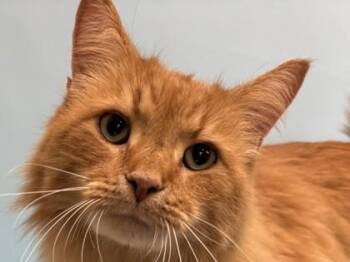Leo -  Domestic Long Hair Cat for Adoption in Golden Valley, Minnesota - Leo | PetCurious