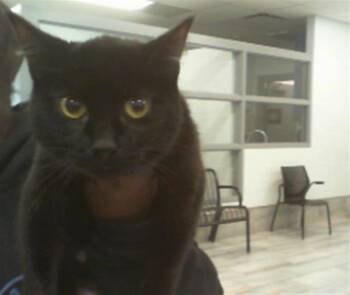 Domestic Short Hair Cats Available for Adoption - MANDY | PetCurious