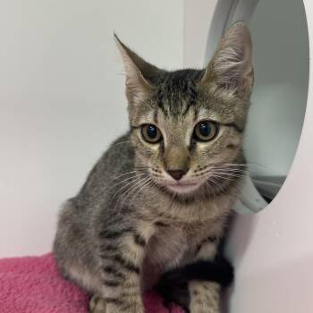 Finn -  Domestic Short Hair Cat for Adoption in Clearwater, Florida - Finn | PetCurious