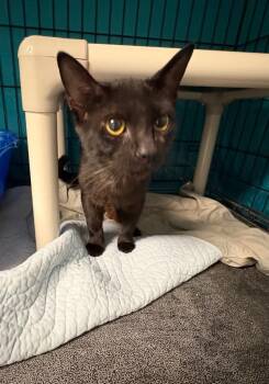Sky -  Domestic Short Hair Cat for Adoption in Hartford City, Indiana - Sky | PetCurious