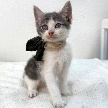 Sage Garden -  Tabby and Domestic Short Hair Cat for Adoption in Friendswood, Texas - Sage Garden | PetCurious