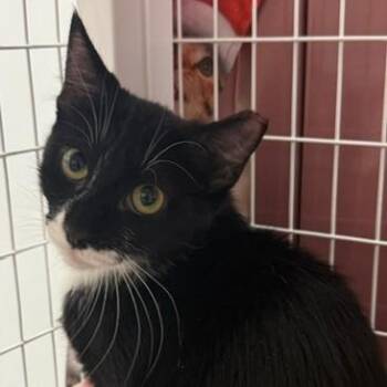 Lyla -  Domestic Short Hair Cat for Adoption in Las Vegas, Nevada - Lyla | PetCurious