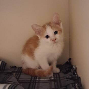 Domestic Short Hair Cats Available for Adoption in Dayton, Ohio - Toulouse | PetCurious