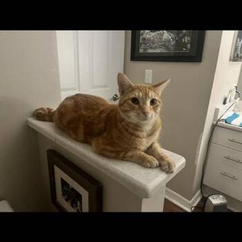 Noah -  Domestic Short Hair Cat for Adoption in Tampa, Florida - Noah | PetCurious
