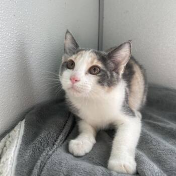 Domestic Short Hair Cats Available for Adoption - Waffles | PetCurious