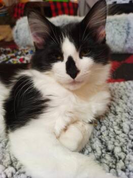 Rescue Domestic Medium Hair Cats for Adoption in Mississauga, Ontario - Scamp | PetCurious