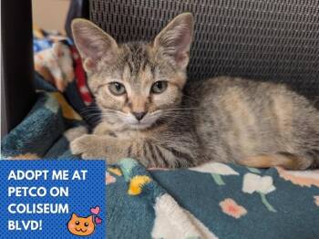 Rescue Domestic Short Hair Cats for Adoption in Fort Wayne, Indiana - ALICE | PetCurious