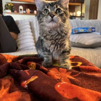 Shrew -  Maine Coon and Domestic Medium Hair Cat for Adoption in Crown Point, Indiana - Shrew | PetCurious