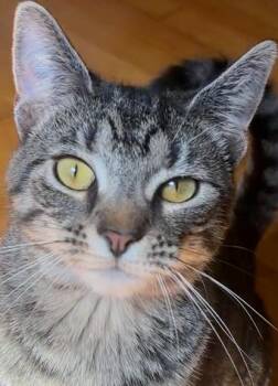 Marsha -  Domestic Short Hair Cat Available for Adoption in Franklin Township, New Jersey - Marsha | PetCurious