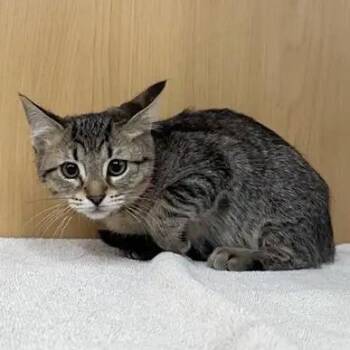 Destiny -  Domestic Medium Hair Cat for Adoption in Brentwood, Missouri - Destiny | PetCurious