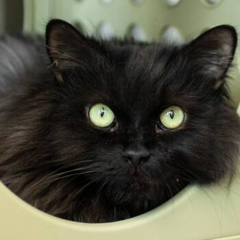 Domestic Long Hair Cats Available for Adoption - Crow | PetCurious