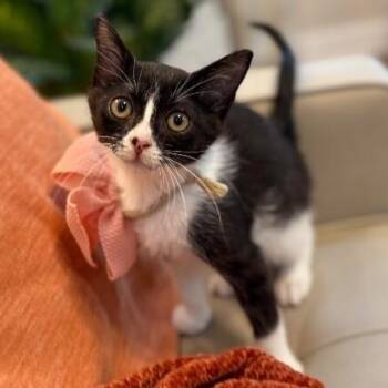 Cricket Cutie Tuxedo -  Tuxedo and Domestic Short Hair Cat for Adoption in Friendswood, Texas - Cricket Cutie Tuxedo | PetCurious