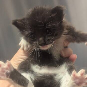 Kids Menu -  Domestic Short Hair Cat for Adoption in Providence, Rhode Island - Kids Menu | PetCurious