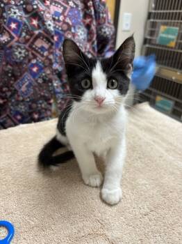 Rescue Domestic Short Hair Cats for Adoption in Sherwood, Oregon - Beverly Hills Barbie | PetCurious