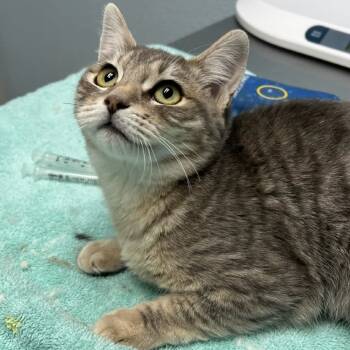 Rescue Domestic Short Hair Cats for Adoption in Riverside, California - May | PetCurious