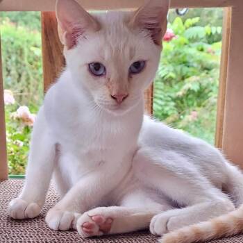 Paul -  Siamese Cat for Adoption in Gastonia, North Carolina - Paul | PetCurious