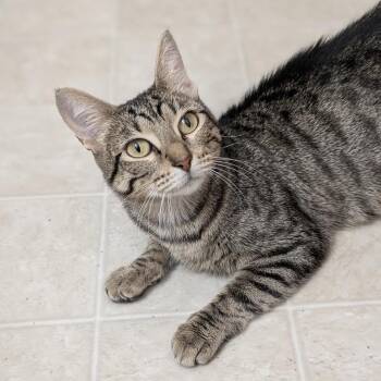 Rescue Domestic Short Hair Cats for Adoption in Madison, Wisconsin - Moxie | PetCurious
