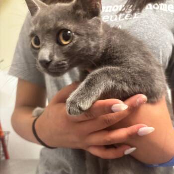 Atlas -  Domestic Short Hair Cat for Adoption in Tulsa, Oklahoma - Atlas | PetCurious